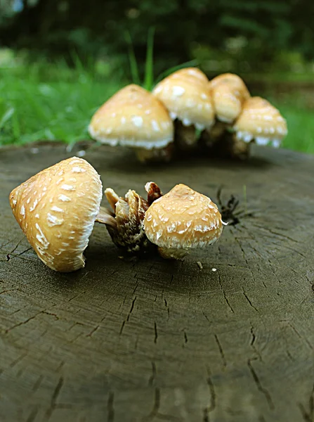 Mushrooms on hemp
