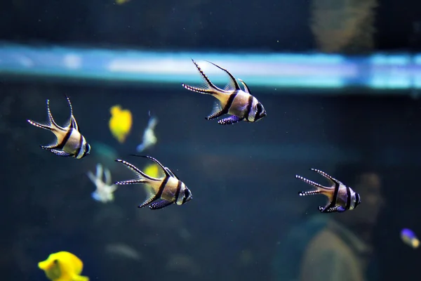 Pesci nell'Oceanario — Foto Stock