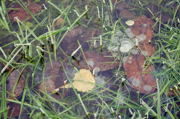 Feuilles congelées dans la glace — Photo