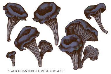 Elin vektör kümesi çizilmiş siyah chanterelle