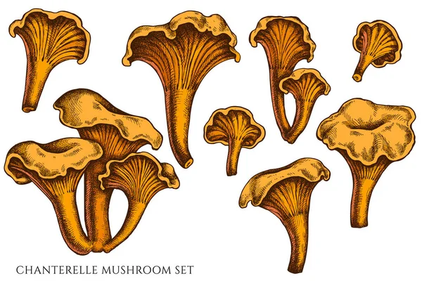 手描きカラーのベクトルセット｜chanterelle — ストックベクタ