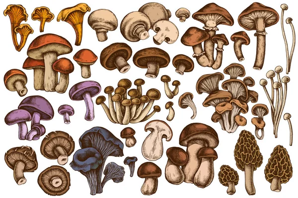 Vector set of hand drawn colored oyster mushroom, champignon, honey agaric, shiitake, porcini, morel mushroom, chanterelle, aspen mushroom, enoki , shimeji, black chanterelle, red pine mushroom — Stock Vector