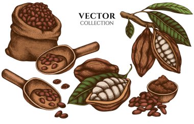 Renkli kakao çekirdekli rozet tasarımı, kakao.