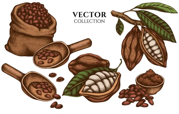 Renkli kakao çekirdekli rozet tasarımı, kakao.