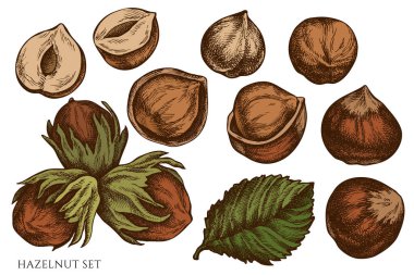 El çizimi vektör seti renkli fındık