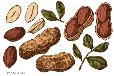 El yapımı vektör seti. Renkli fıstık.