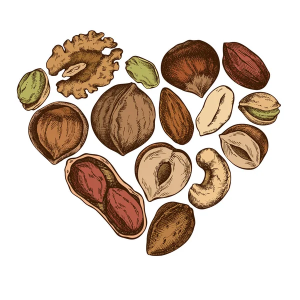 Diseño de corazón con anacardo de color, cacahuete, pistacho, avellana, almendra, nuez — Vector de stock