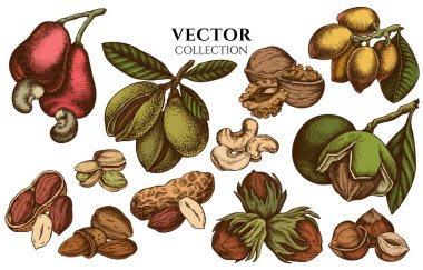 Rozet tasarımı renkli kaju, fıstık, fıstık, fındık, badem, ceviz