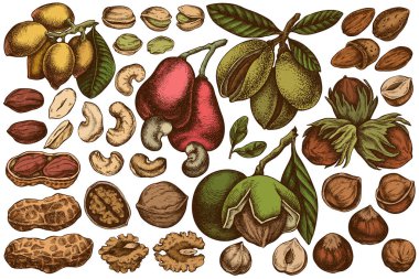 Elle çizilmiş vektör seti. Renkli kaju, fıstık, fıstık, fındık, badem, ceviz.