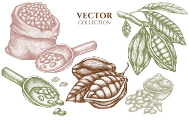 Pastel kakao çekirdekli rozet tasarımı, kakao.