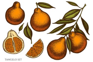 Citrus el çizimi vektör çizimleri koleksiyonu. Renkli tangelo.