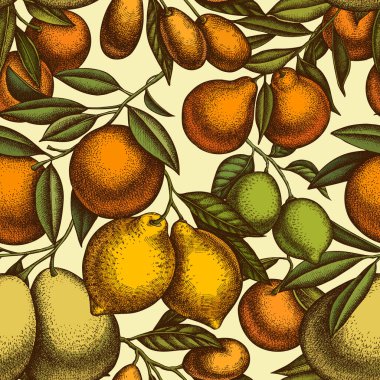Citrus dikişsiz arka plan tasarımı. İşlemeli stil. El yapımı kumkat, limon, tangelo, portakal, limon, mandalina, pomelo.