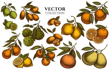 Citrus vintage illüstrasyon koleksiyonu. Kumkuat, limon, tangelo, greyfurt, portakal, limon, mandalina, pomelo, bergamot ile el çizimi logo tasarımları.