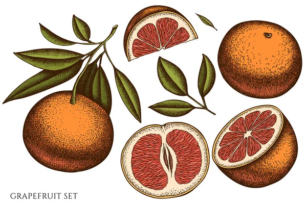 Citrus hand drawn vector illustrations collection. Colored grapefruit. — Vector de stock