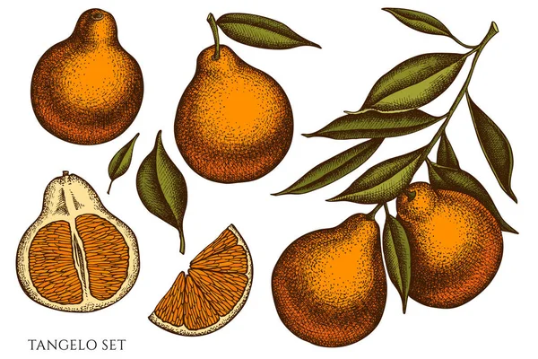 Citrus hand drawn vector illustrations collection. Colored tangelo. — 스톡 벡터