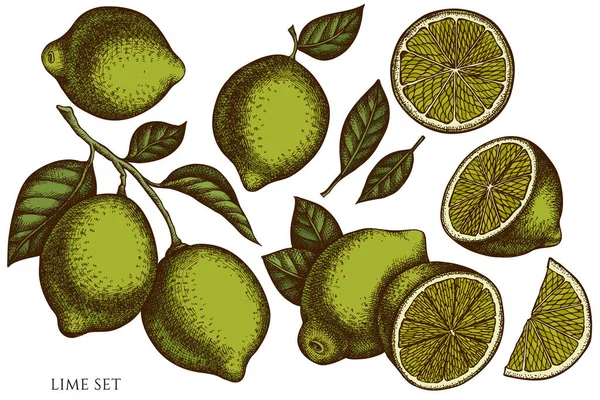 Citrus hand drawn vector illustrations collection. Colored lime. — Stockvector