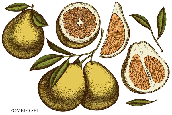 Citrus hand drawn vector illustrations collection. Colored pomelo. — 스톡 벡터