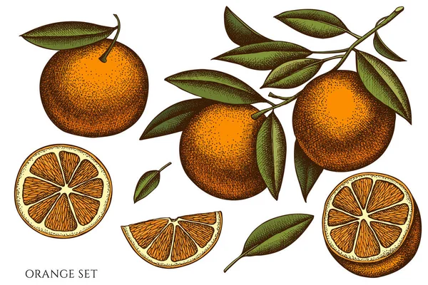 Citrus el çizimi vektör çizimleri koleksiyonu. Renkli turuncu.