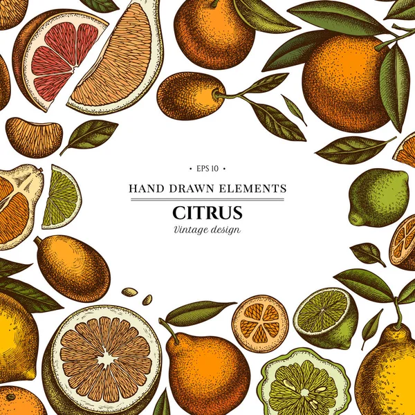 Citrus hand drawn illustration design. Background with retro kumquat, lemon, tangelo, grapefruit, orange, lime, mandarin, pomelo, bergamot. — Vettoriale Stock