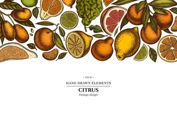 Citrus hand drawn illustration design. Background with retro kumquat, lemon, tangelo, grapefruit, orange, lime, mandarin, pomelo, bergamot. — Vettoriale Stock