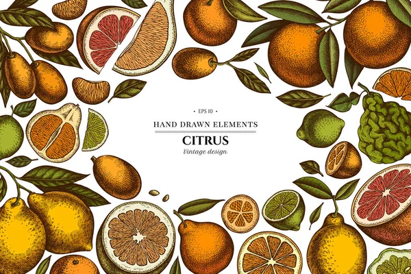 Citrus hand drawn illustration design. Background with retro kumquat, lemon, tangelo, grapefruit, orange, lime, mandarin, pomelo, bergamot. — Vettoriale Stock
