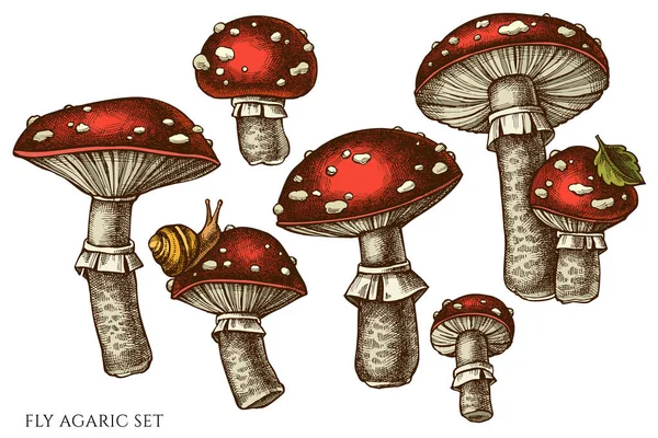 Setas forestales mano dibujado colección de ilustraciones vectoriales. Color mosca agárica. Vectores De Stock Sin Royalties Gratis