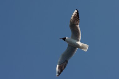 Gökyüzünde martı