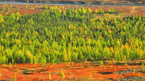 Outono amarelo e verde — Fotografia de Stock