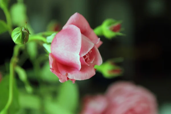 The rose — Stock Photo, Image