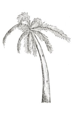 palmiye ağaçları karakalem