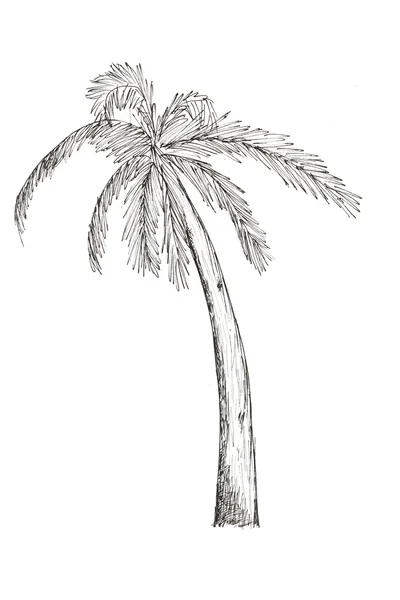 Matita disegno palme Foto Stock