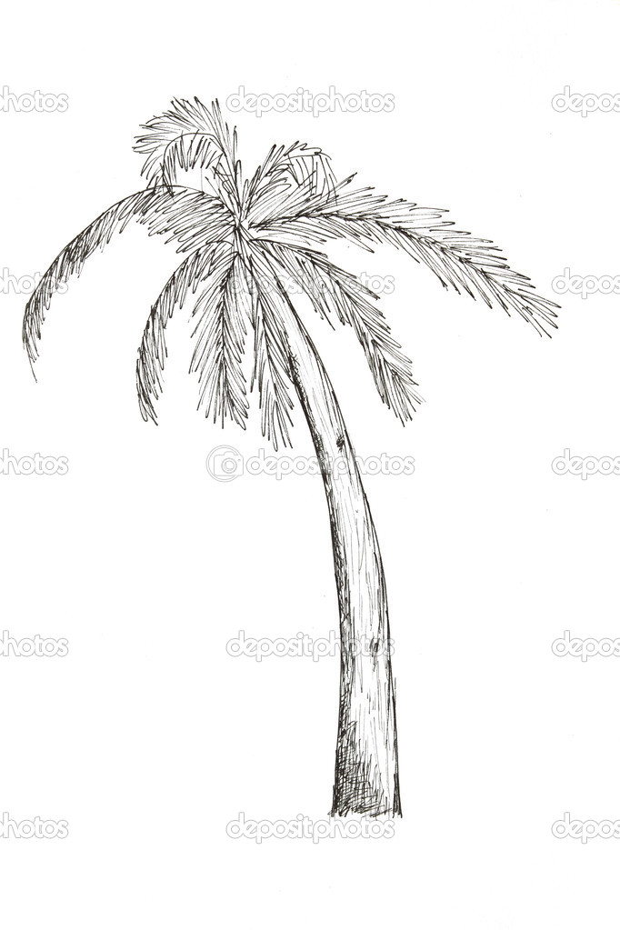 Palm Tree Coloring Page » Turkau