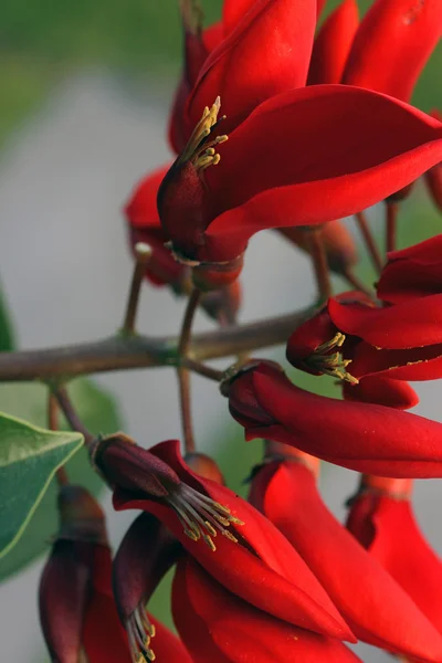 Red flower — Stock Photo, Image