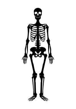 17 farklı şekildeki iskeletin silueti bir belgede özgürce düzenlenebilir. Vektör