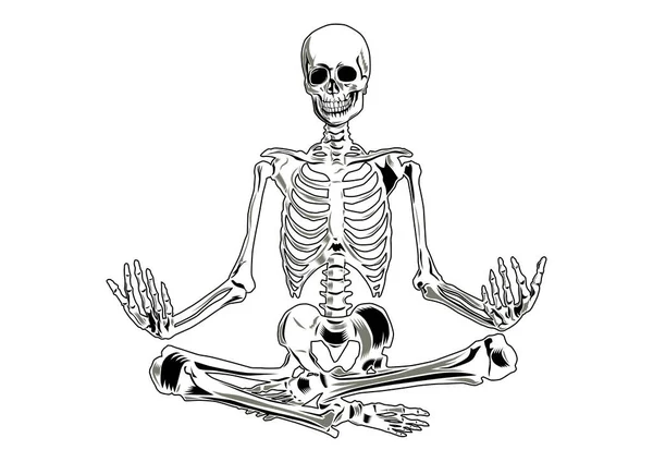 Vector Skeleton Yoga Position Three Separate Parts Skull Torso Legs 벡터 그래픽