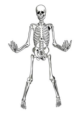  Vector skeleton. Three separate parts (skull, torso, legs).