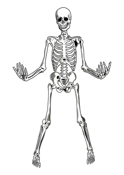 Vector Skeleton Three Separate Parts Skull Torso Legs — Stok Vektör