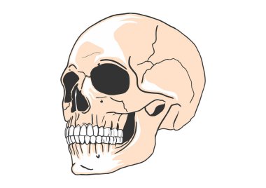 Karikatür insan kafatası. Vektör.