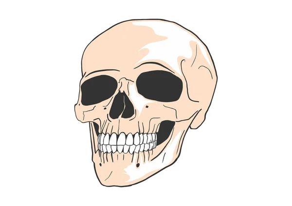 Crânio Humano Dos Desenhos Animados Vetor —  Vetores de Stock