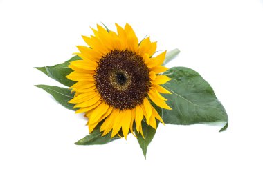 Sunflowerstudio