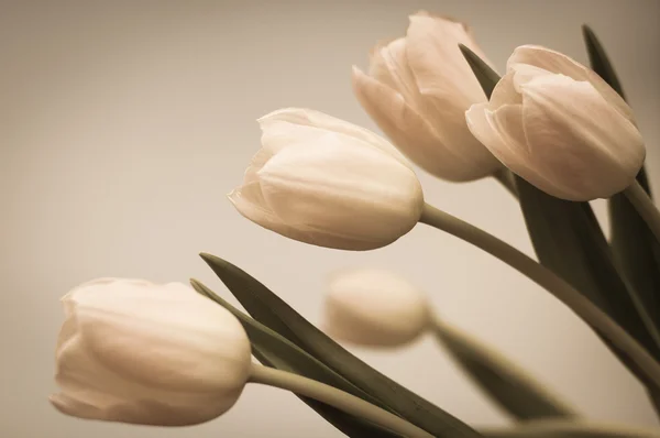 Strauß Tulpen — Stockfoto