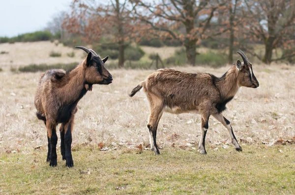 Two goats on the field. — Stock Photo, Image