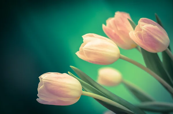 Bouquet of pink tulips Stock Image