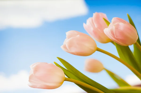 Tulpen blauer Himmel — Stockfoto