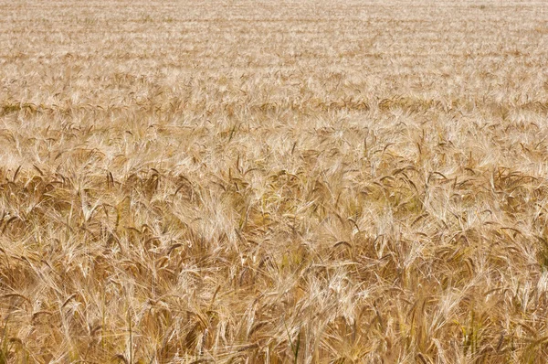 Wheat field (1) — Stock Photo, Image
