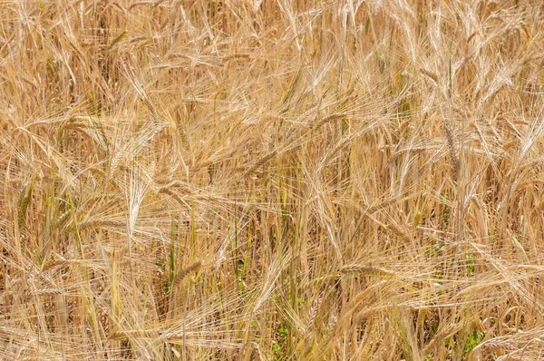 Wheat field (3) — Stock Photo, Image