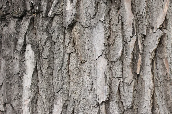 Gray bark — Stock Photo, Image