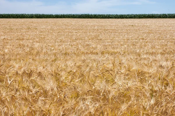 Wheat field — Stock Photo, Image