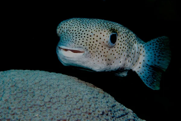 Nieuwsgierig puffer vissen Stockfoto