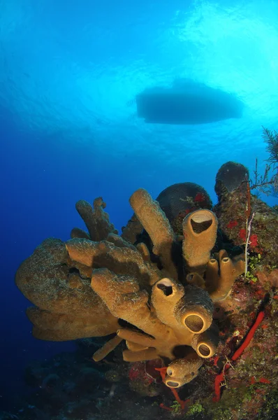 Buceo de verano —  Fotos de Stock